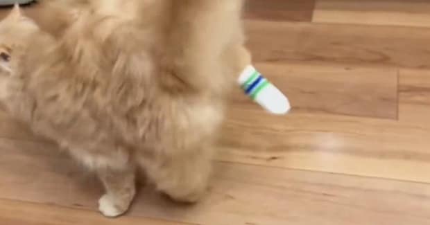 靴下をはいていた猫→脱ごうとして…飼い主爆笑の『まさかの瞬間』が960万表示「2秒くらいで草」「何度も見たくなるｗ」とSNSで反響