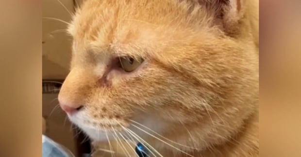 保護猫に『脱走したらダメだよ』と注意した結果…想像以上に『適当すぎる返事』が54万再生「とりあえず言っとこ」「何回も見たw」と話題