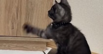 離れたところで『テレビを見ていた子猫』→動いているものが気になって…可愛すぎる行動に「爆笑したｗ」「赤ちゃんすぎるｗ」とSNSで反響