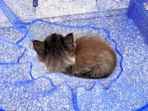 自宅前で黒猫の赤ちゃんを保護→弱っている様子で…思った以上に『素敵な結末』が話題「ゴージャス黒ニャンになる予感」「末永くお幸せに」