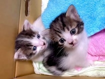 『哺乳瓶と同じサイズ』の子猫２匹を保護→１ヶ月お世話した結果…あまりにも尊い『成長した光景』が17万再生「素敵なご家族」「愛おしい」