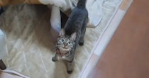 大事なモノを見つけると『こたつの中に入る猫』→もしやと思い、中を確認すると…驚きの光景に３万いいね「秘密基地で可愛い」「多くて笑った」