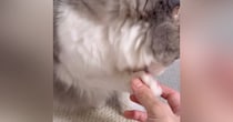 毛づくろいをしていた猫→そっと指を差し込んでみた結果…思わず笑ってしまう『まさかの反応』が44万再生「可愛すぎる」「表情がいい」