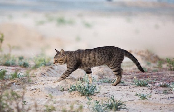 激戦地のアフガニスタンで、兵士の心を支えた猫 家族として米国へ