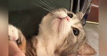 猫が苦手な『爪切り』をしようとしたら…『ぴえん顔で訴えてくる』たまらない光景が789万再生「お願いしてる感じが可愛い」「抱きしめたい」