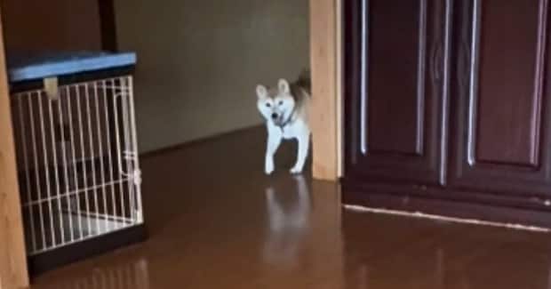 いつもと違う時間に飼い主が帰宅してきたら、『柴犬と猫』は…可愛すぎる『2匹の反応』が248万再生「戻れないねw」「キュンときた」