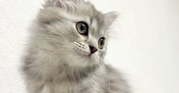 シルバーの毛色が美しかった子猫→大きくなったら…完全に予想外な『見た目の変化』に「こんなに変わるんだ!」「す、すごいw」と驚きの声続出
