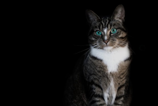 暗がりの中の猫