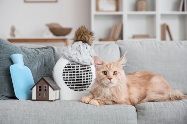 クリップファンと猫