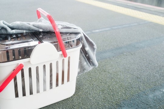 猫を『新幹線』に乗せるときに注意すべきこと4つ 乗車規定や費用、守るべきマナーまで