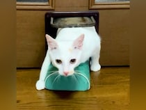 物を運ぶのが好きなネコ→部屋の外から何かを持ってきて…『どう見ても無理がある光景』に爆笑「熟練度マシマシｗｗ」「戻しちゃったｗｗ」