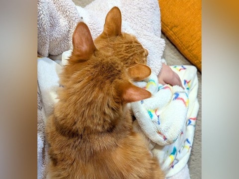 2匹のネコに『ヒザの上争奪戦』をされた結果…絶対に動けない『まさかの状態』が250万表示「増量キャンペーン中ですか」「愛情がすごい」