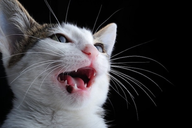 黒バックに鳴く猫