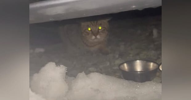 『大雪の日』助けを求めるように現れた『大きな野良猫』→家の中に入れてあげると…1か月後の『泣ける光景』が26万再生「頑張ったね」「感動」