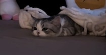 『ぺちゃんこになっていた子猫』が起き上がると…思わず声が出る『たまらない瞬間』が188万再生「可愛すぎてよくわからん」「涙が出てきた」