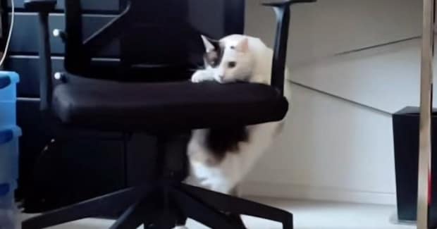 『椅子が動いている』と思ったら、ネコが…飼い主爆笑の『まさかの光景』が166万再生「足の動きがかわいいw」「社交ダンス?w」