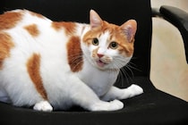 猫の命を奪ってしまう『飼い主のイタズラ』4つ　絶対にやってはいけない理由も解説