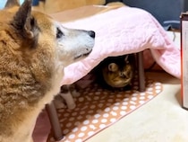 コタツを出すと大喜びの猫たち→同居犬は心配そうな様子で…あまりにも『愛おしいやり取り』に反響「ちょっと寂しくなるよね」「猫団子が楽しみ」
