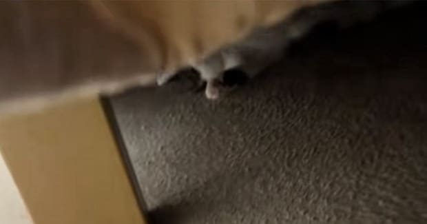 こたつの中を覗いてみたら、猫が…予想外の『くつろぎすぎな光景』が284万再生「丸くならないんだw」「全身で味わってるw」と爆笑の声続出