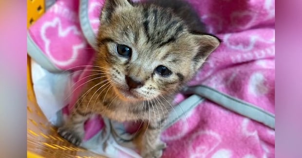 田んぼで『孤独に鳴いていた子猫』→連れて帰って愛情を注ぐと…現在の様子に「見事に仕上がったw」「立派になったねw」とSNSで反響