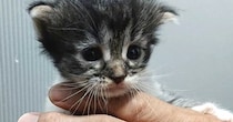 手のひらサイズだった『大型猫の赤ちゃん』→成長すると……あまりにも劇的な『見違えるビフォーアフター』に感動！「尊すぎる」