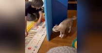 追いかけっこをして遊ぶ『パパと猫』を見ていると…思わず笑ってしまう光景が21万再生「お互いワクワクｗ」「絶妙でクセになる」とSNSで反響