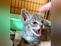 保護してからずっとママを威嚇し続けた子猫…５日後に見せた『感動の光景』が46万再生「優しい目に」「一番大切なことを教えてもらった」