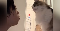 目の前に座っていた猫にふーっと『息を吹きかけてみたら』…予想外の『可愛すぎるリアクション』に「まじでかわいい」「笑った」と反響