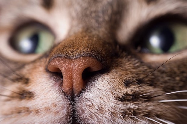 猫の鼻