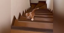 よちよちと階段をのぼっていた小さな子猫→『２年後の様子』を見ると…可愛すぎるビフォーアフターに反響「動きが全然違う」「楽しそうで可愛い」