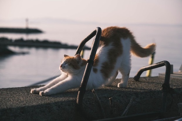歩きながら伸びをする猫