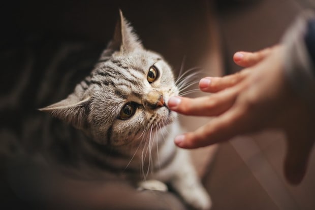 指のにおいを嗅ぐ猫