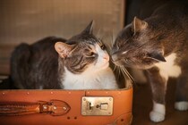 『社交的な猫』が持っている特徴4選　誰とでも仲良くできる理由から育て方のコツまで