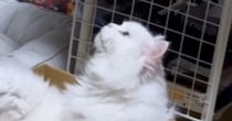 白猫と暮らし始めて14年、『初めて離れた』結果→寂しいかなと思ったら…留守中の『予想外すぎる光景』に爆笑「大物だわｗ」「元気かなぁ」