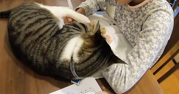 床暖房から離れない猫→女の子が『宿題』を始めると……可愛すぎるやり取りの様子が６万再生「ケリケリ攻撃ｗ」「たまらない」と反響