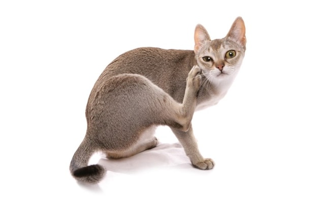 カメラ目線のシンガプーラ