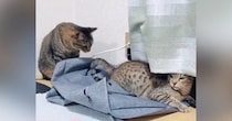 妻にかまってもらいたい夫猫→そっと触れたら、次の瞬間…『切なすぎる』やりとりが82万再生「泣き出す５秒前ｗ」「顔に笑った」