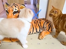 『大きなトラのぬいぐるみ』を出したら、猫と犬が…『想像以上の大歓迎』に反響「みんな怖いもの知らずで優しい」「親近感がわいたのかな」