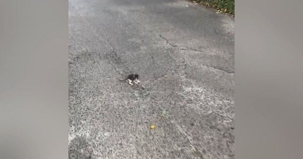 トラックも多く走る『車道の真ん中にいた子猫』→近づいてみると…まさかの展開が19万再生「運命だったね」「出会えてよかった」と感動の声