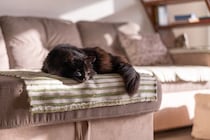 猫が『亡くなる直前』にみせる兆候5つ　限られた時間で飼い主ができることもご紹介