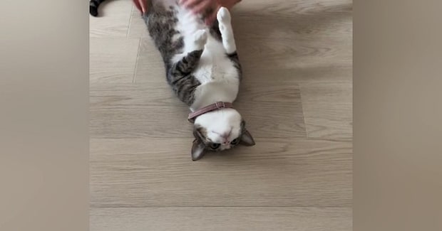 床に寝転がっていた猫の『姿勢』を正してみたら…想像を超えてくる『爆笑の展開』が74万再生「廊下に立たされている感w」「コーヒー吹いたw」