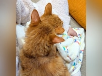 ２匹のネコに『ヒザの上争奪戦』をされた結果…絶対に動けない『まさかの状態』が250万表示「増量キャンペーン中ですか」「愛情がすごい」