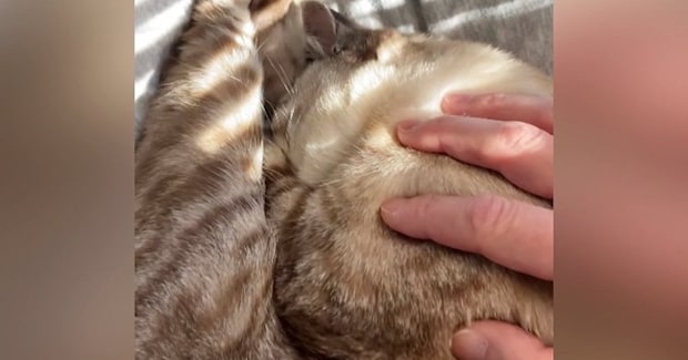 膝の上でぐっすりと眠る猫→限界を迎えて降ろした結果…思わず笑ってしまう『まさかの行動』が39万再生「辛いが極楽」「なんとかわいい」