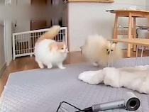 仲のいい犬と猫→ペットカメラでお留守番の様子を見てみたら…想像以上に『尊い光景』が話題「親が留守の間にはしゃぐ子どもたちみたいｗｗ」