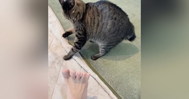 飼い主の『足の裏を見たネコ』→次の瞬間…327万再生された『衝撃のリアクション』に「めちゃめちゃ敵視w」「超笑ったw」と爆笑の声