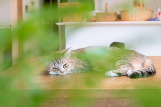 猫が『心を閉ざしてしまった』ときに考えられる原因3つ 信頼を取り戻す方法はある?