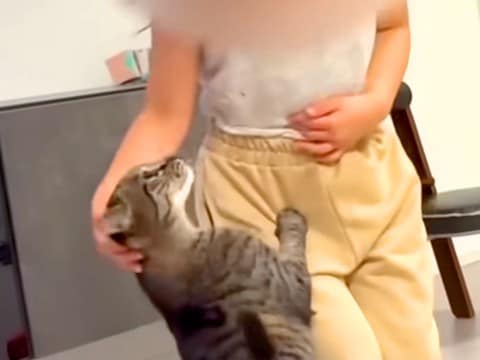 一緒に遊ぶ6歳の女の子と猫→まるで本当の姉妹のようで…あまりにも尊い『種族を超えた愛』が23万再生「さすが前世姉妹」「かわいすぎて悶絶」