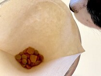 11匹のネコに朝ご飯をあげながら、コーヒーを淹れた結果→『まさかの事件』が128万表示「カリカリ珈琲」「お出汁のきいた一品になりそう」