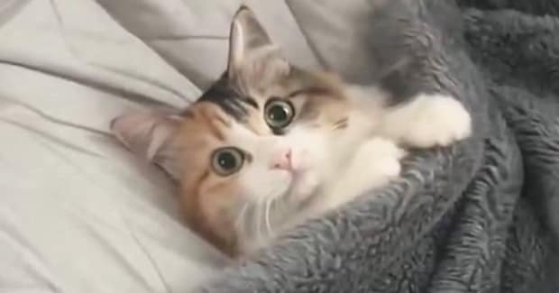 枕を支えに毛づくろいしていた猫→『毛布』をかけてみると…まさかの光景が15万いいね「前世は人間？」「赤ちゃんみたいｗ」とSNSで反響