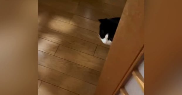 ネコが修学旅行から帰ってきた男の子と『再会』した結果…思わず感動の『素敵な光景』に「寂しかったね」「優しさに泣ける」とSNSで反響